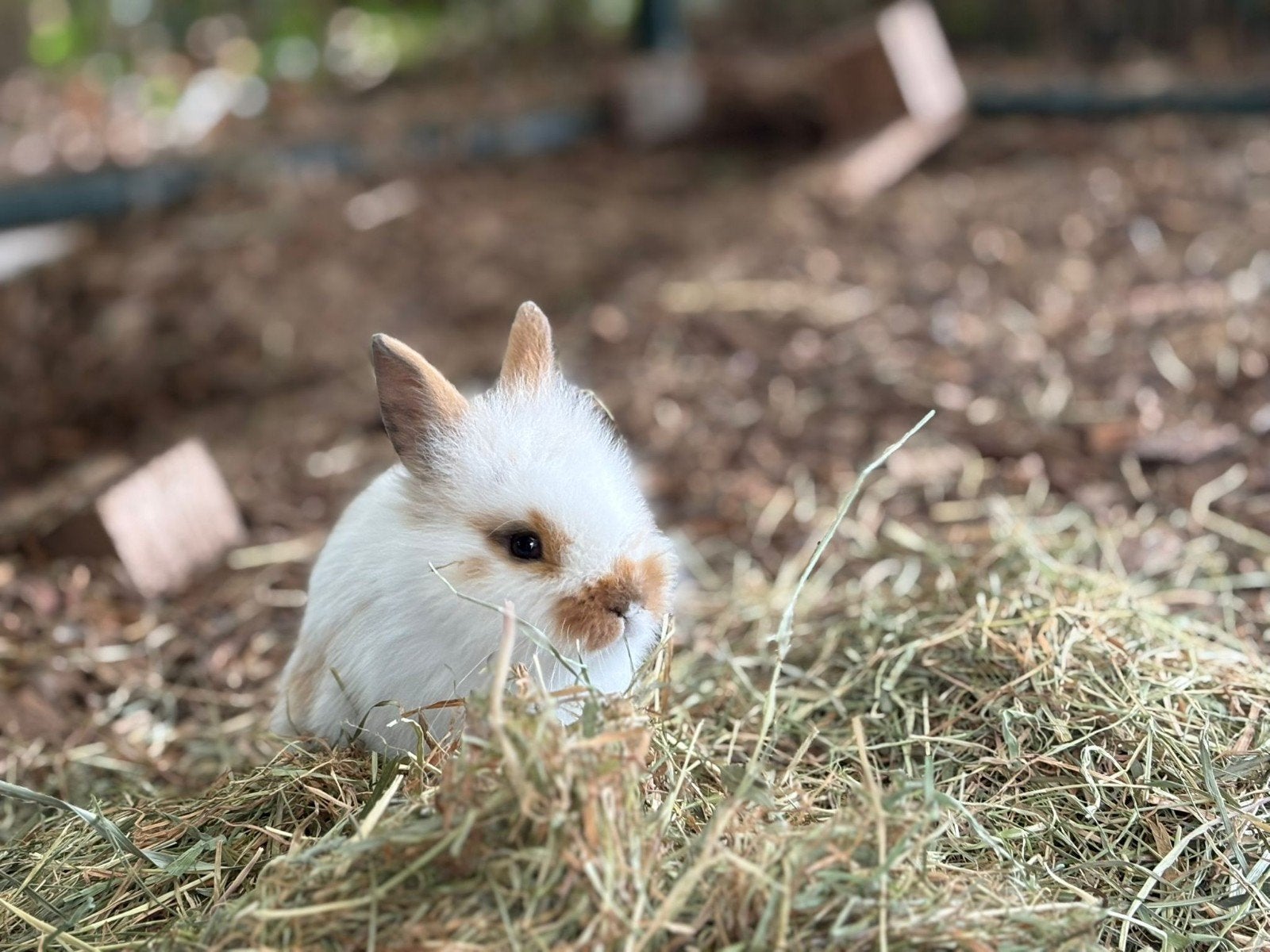 Nog 2 lieve baby konijntjes, Dieren en Toebehoren, Meerdere dieren, Klein, 0 tot 2 jaar