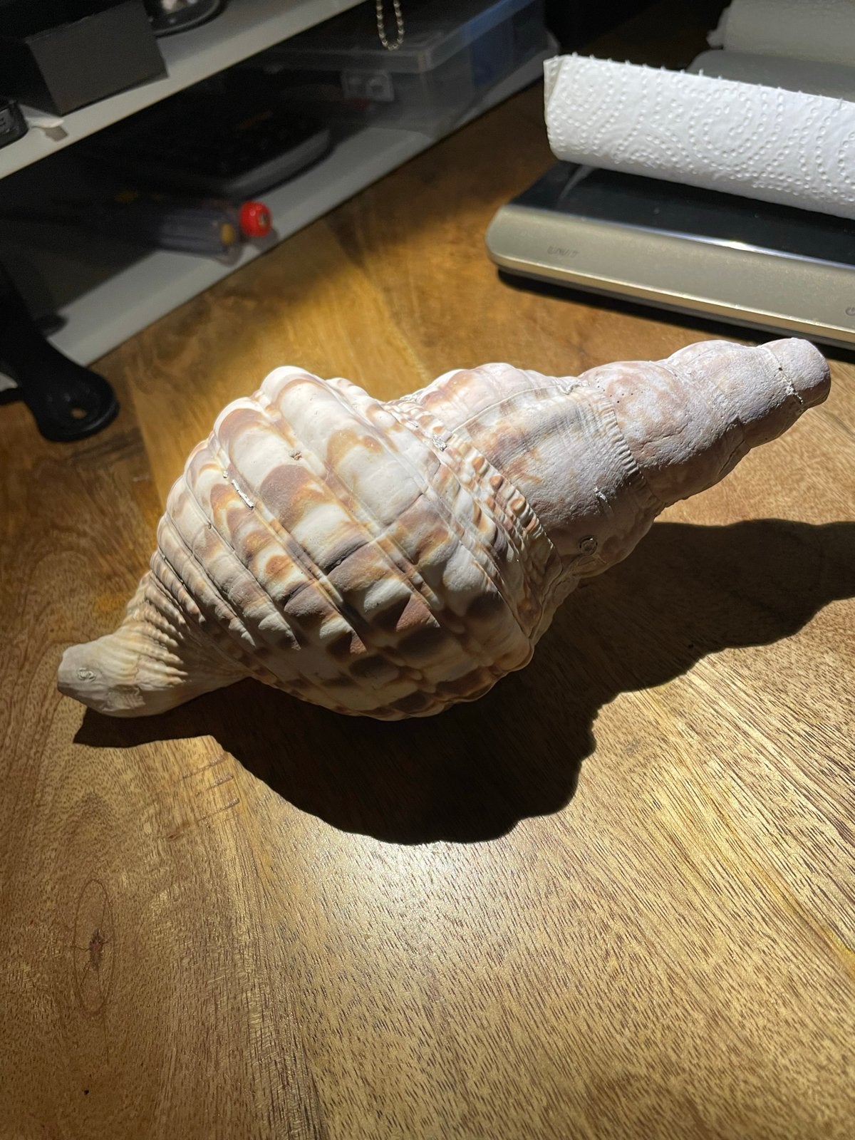 Grote Tritonshroon zeeschelp - 21 cm, 345 gram, Ophalen of Verzenden, Schelp(en)