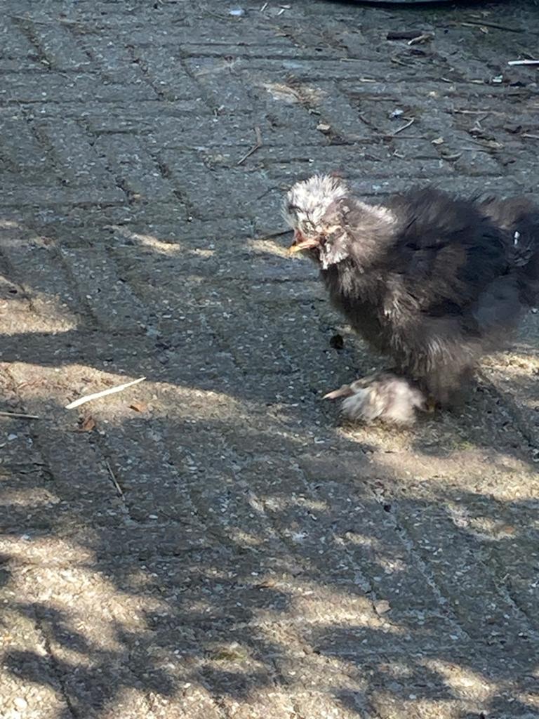 Goed tehuis gezocht voor jonge zijdehoen krielhaantjes,, Dieren en Toebehoren, Pluimvee, Mannelijk, Kip