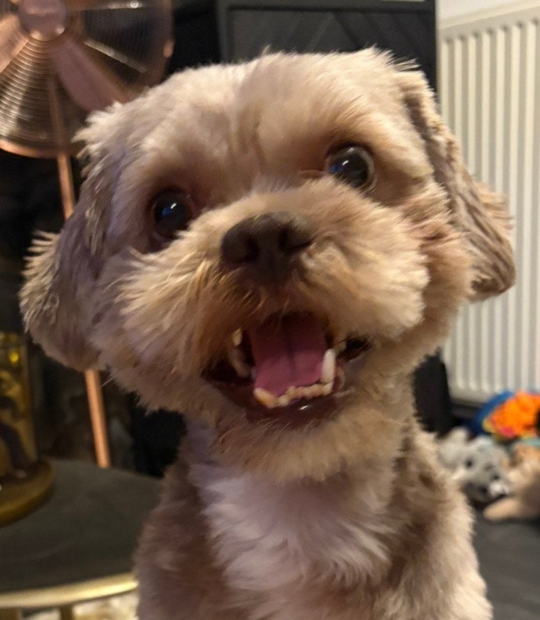 Aangeboden dek reu shih tzu / havenezer