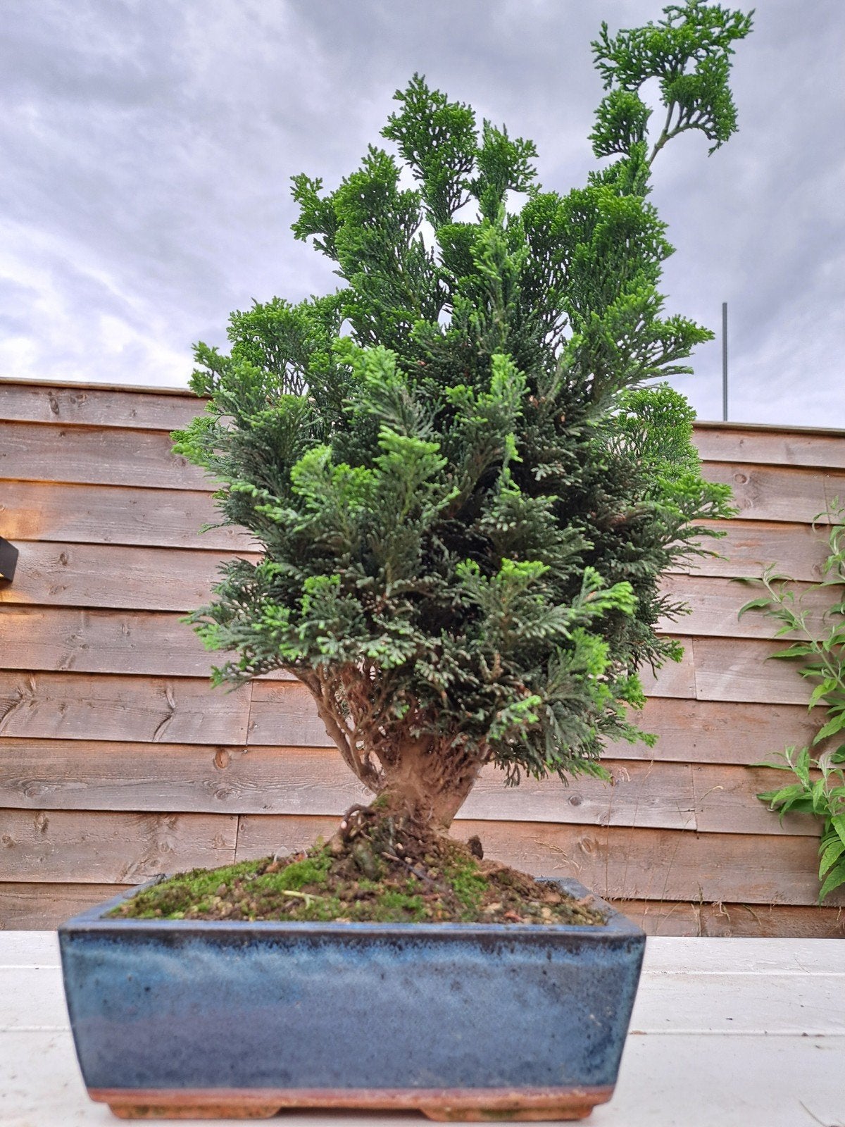 Chamaecyparis Bonsai - Elegante Dwergcipres, Overige soorten, Vaste plant, Ophalen of Verzenden, Bloeit niet