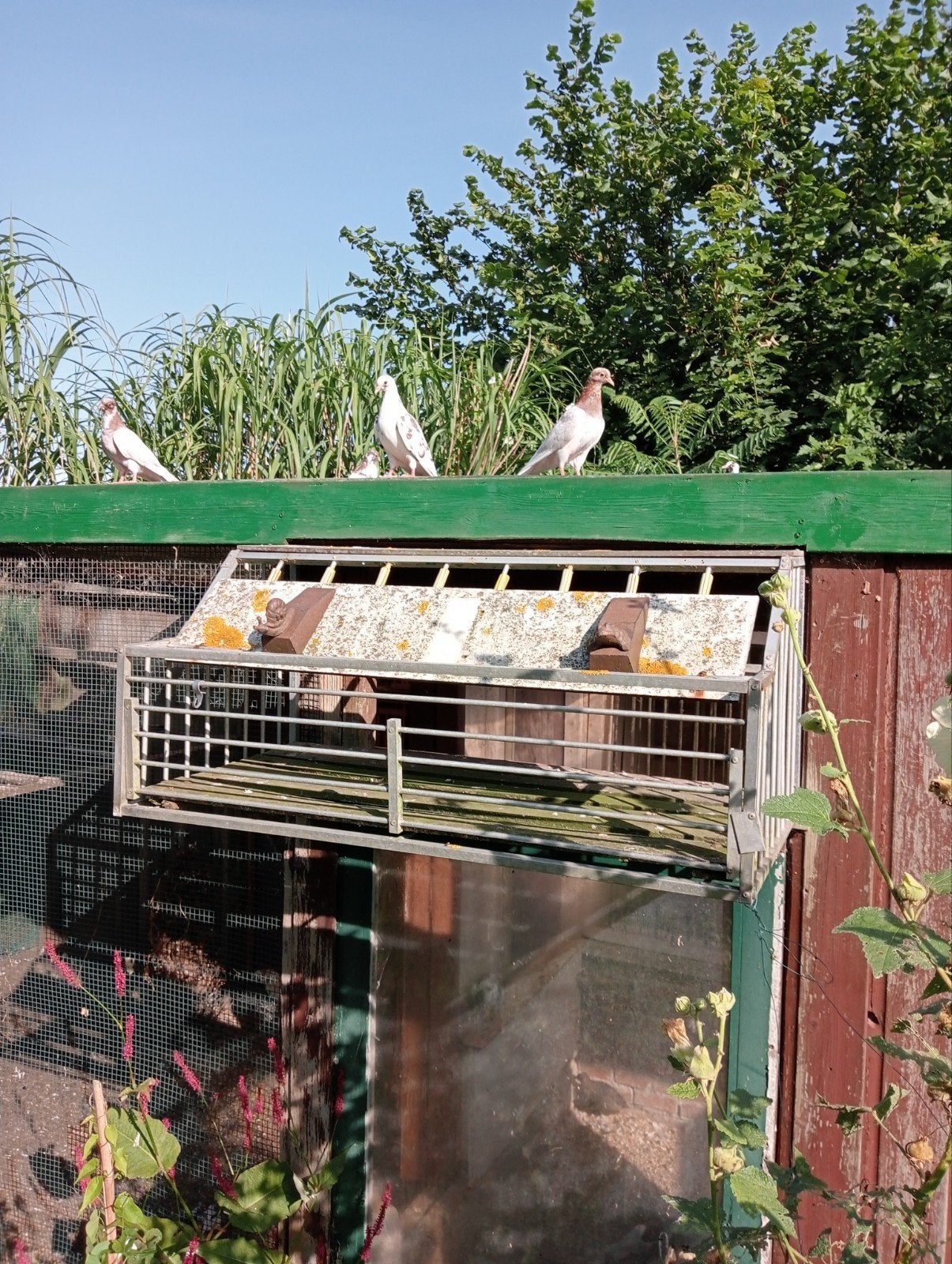 kumrus/Fluitduiven, Dieren en Toebehoren, Vogels | Duiven, Meerdere dieren, Overige soorten
