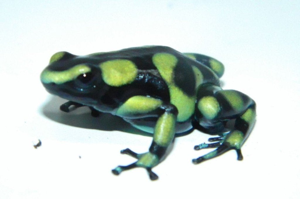Auratus Capurgana kweekgroep, Amfibie, 0 tot 2 jaar