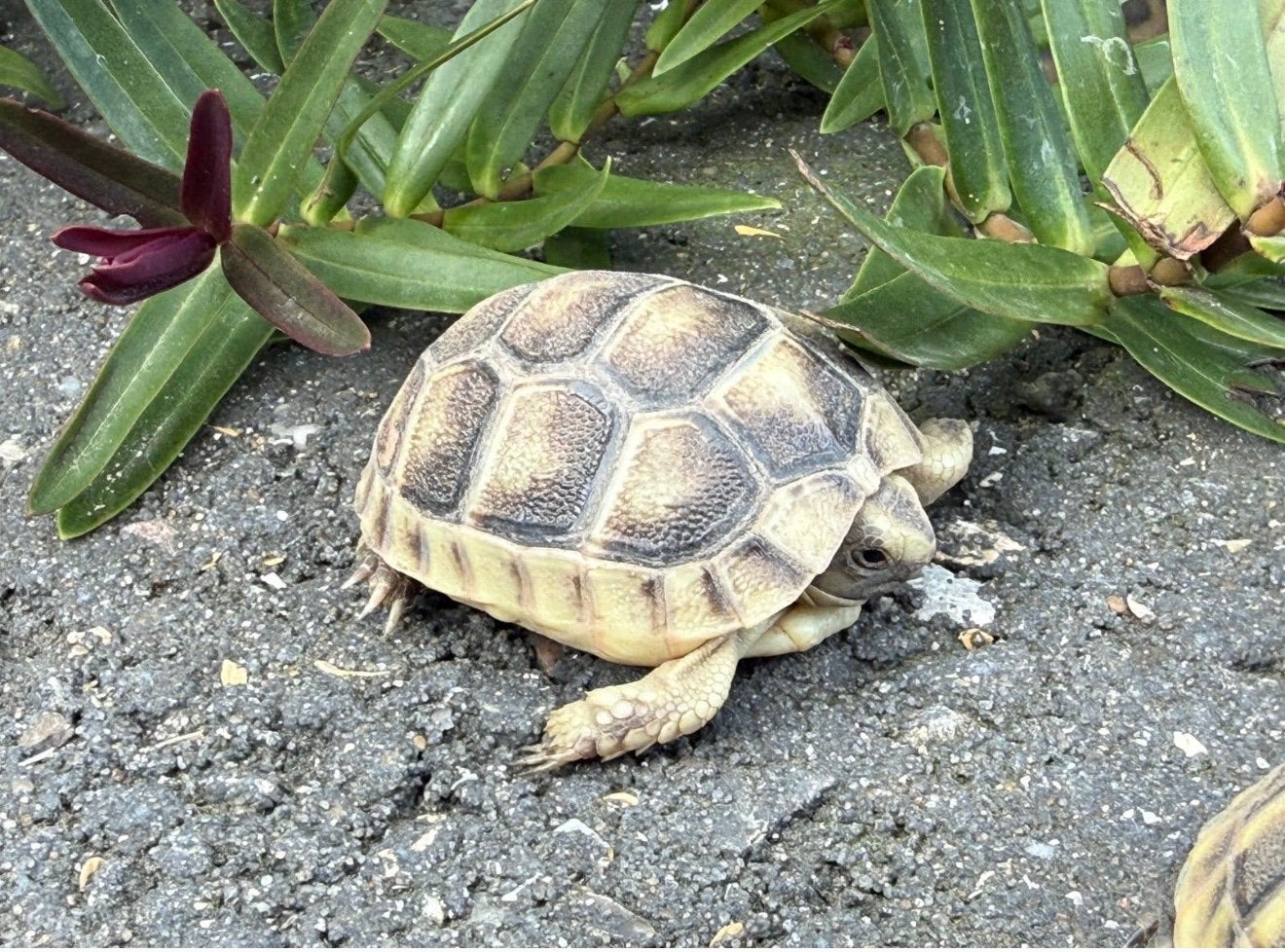 Testudo hermanni boetgerie en testudo marginata Tortoise photo 4