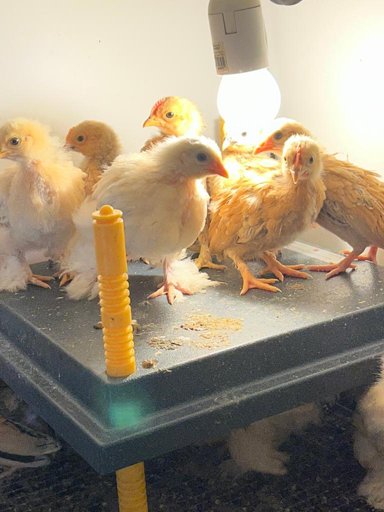Gratis kriel haantjes, Dieren en Toebehoren, Pluimvee, Mannelijk, Kip