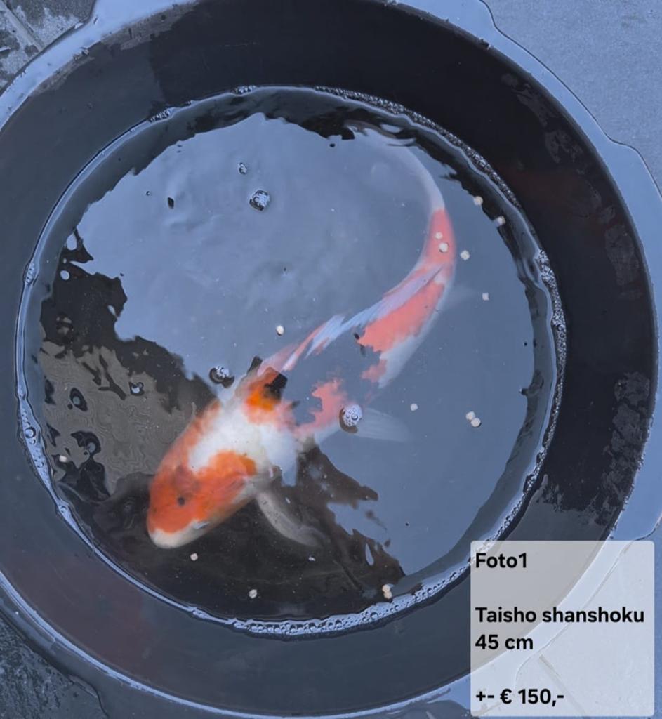 Verschillende koi’s, Karper of Koi