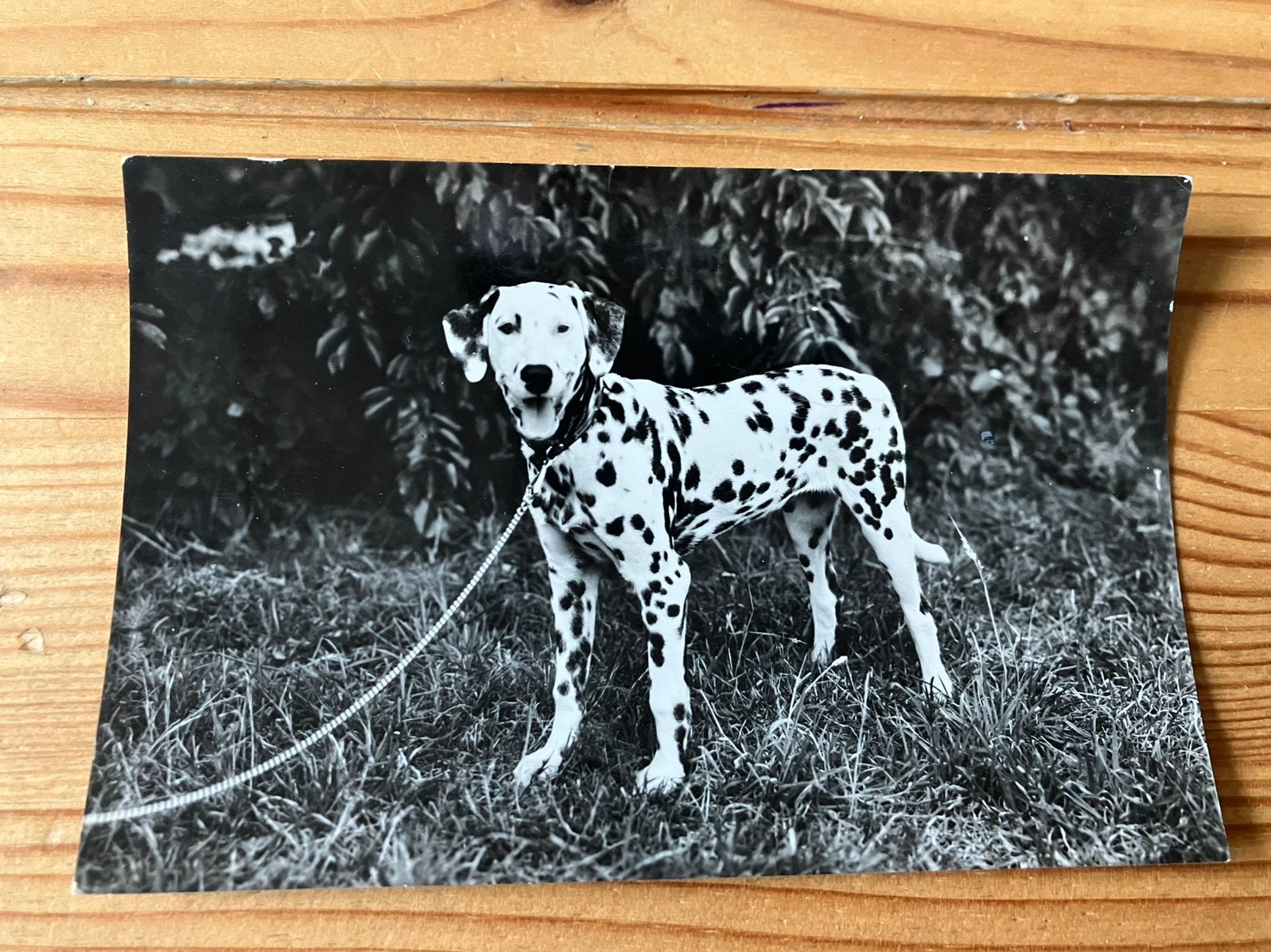 Ansichtkaart Hollandsche rading de egelshoek dalmatiër, Ophalen of Verzenden