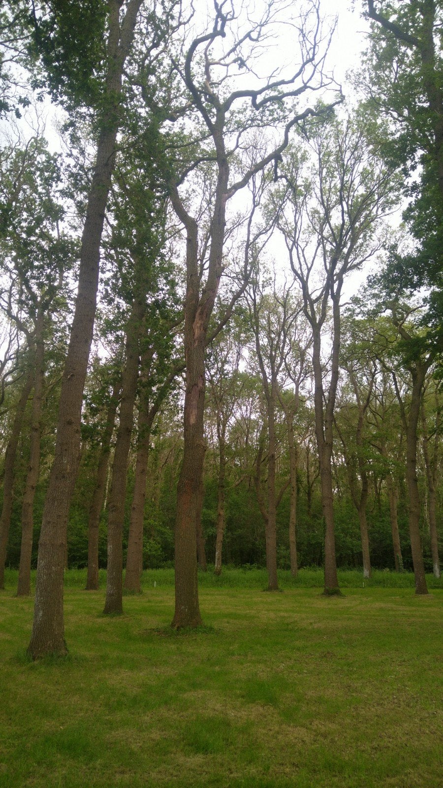 5 Eiken boomstam te koop voor planken of brandhout, Ophalen, Volle zon, Overige soorten
