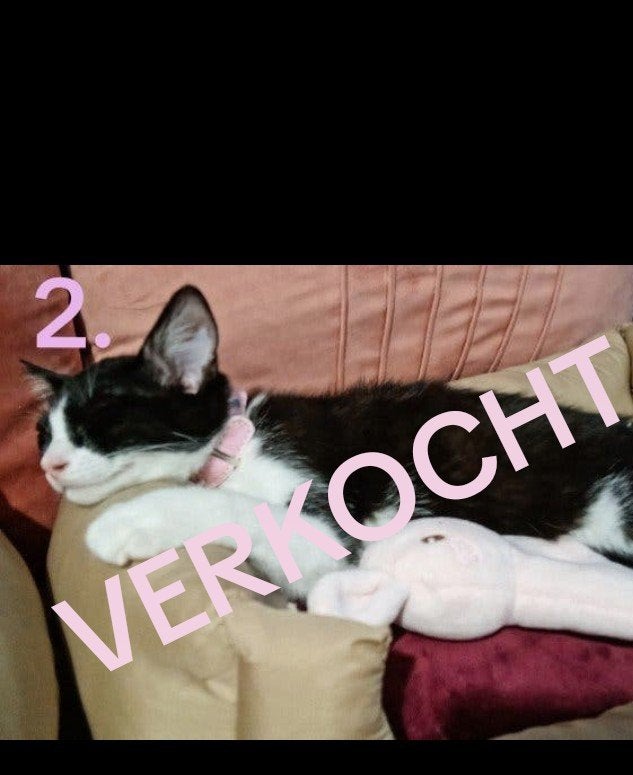 Kitten 13 weken Britse korthaar/ mix met Europese korthaar, Meerdere dieren, 0 tot 2 jaar