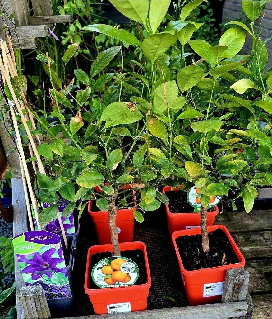 De Mandarijnenboom: Een Smaakvolle Aanwinst  ​, Tuin en Terras, Planten | Tuinplanten, Ophalen of Verzenden, Overige soorten, Volle zon