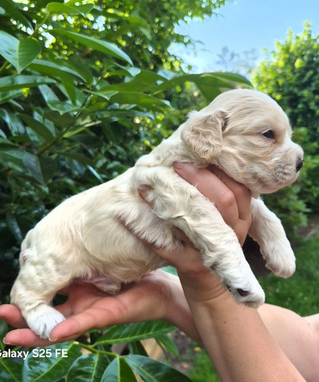 Amerikaanse Cocker Spaniel plus Cavapoo, Parvo, Overige rassen, 8 tot 15 weken, Meerdere