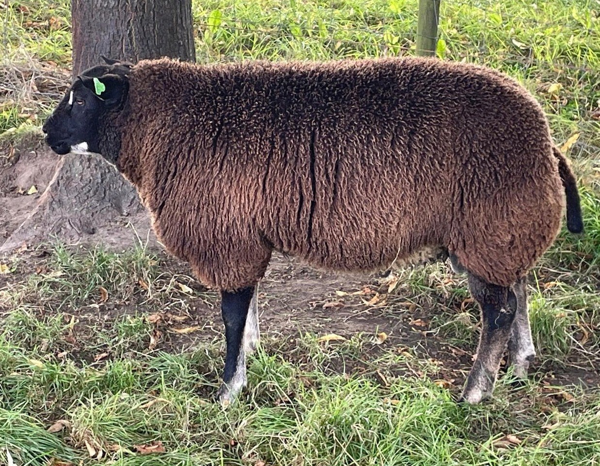 Dassenkop dekram, Mannelijk, Schaap