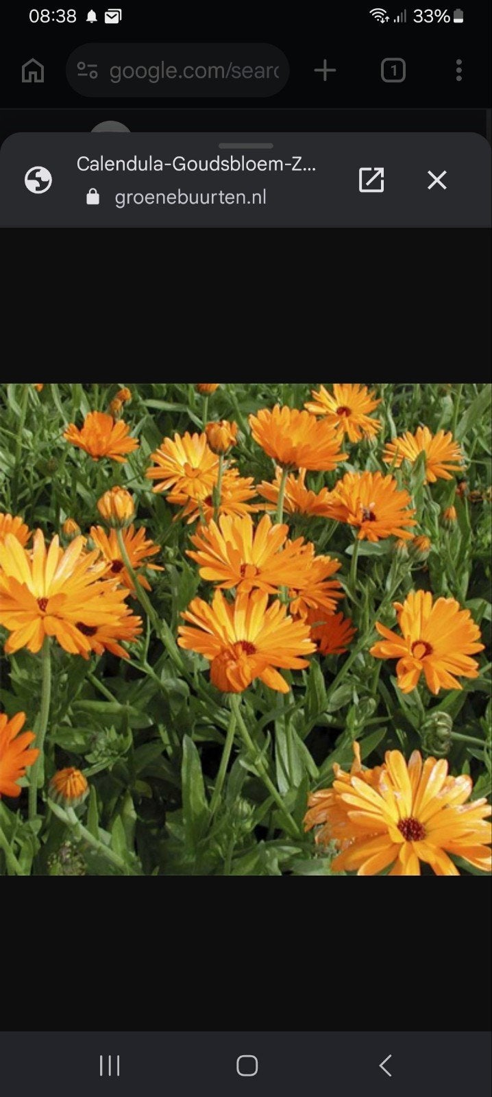 Goudsbloemzaad, Ophalen of Verzenden, Voorjaar, Volle zon
