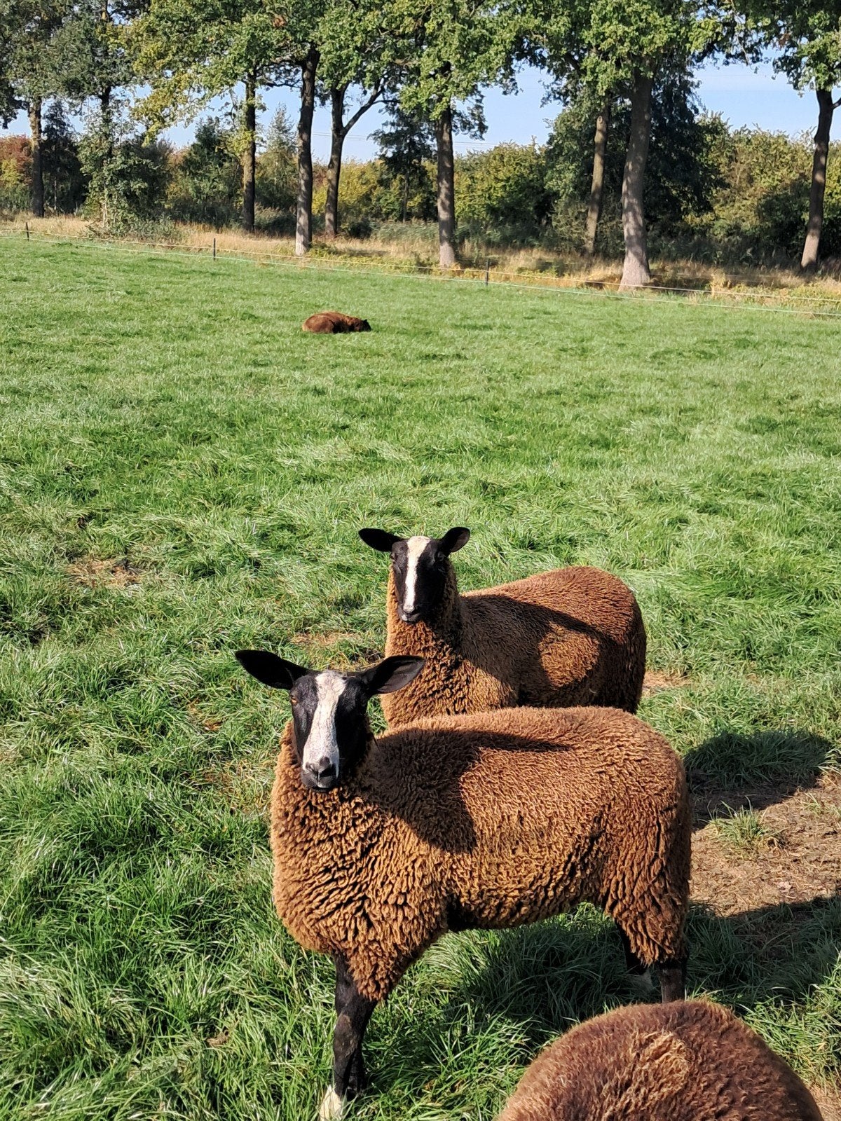 ooilammeren zwartbles, Vrouwelijk, Schaap, 0 tot 2 jaar