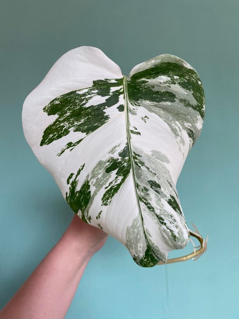 Prachtige, superwitte Monstera Albo Variegata stek, Ophalen, Halfschaduw, Minder dan 100 cm