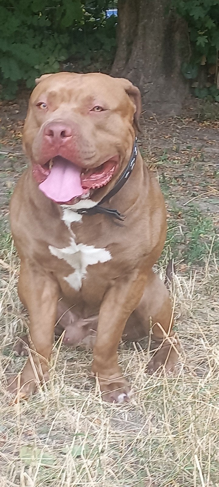 American Bully Dekreu  lilac, Dieren en Toebehoren, Reu, 1 tot 2 jaar, Parvo, Eén hond