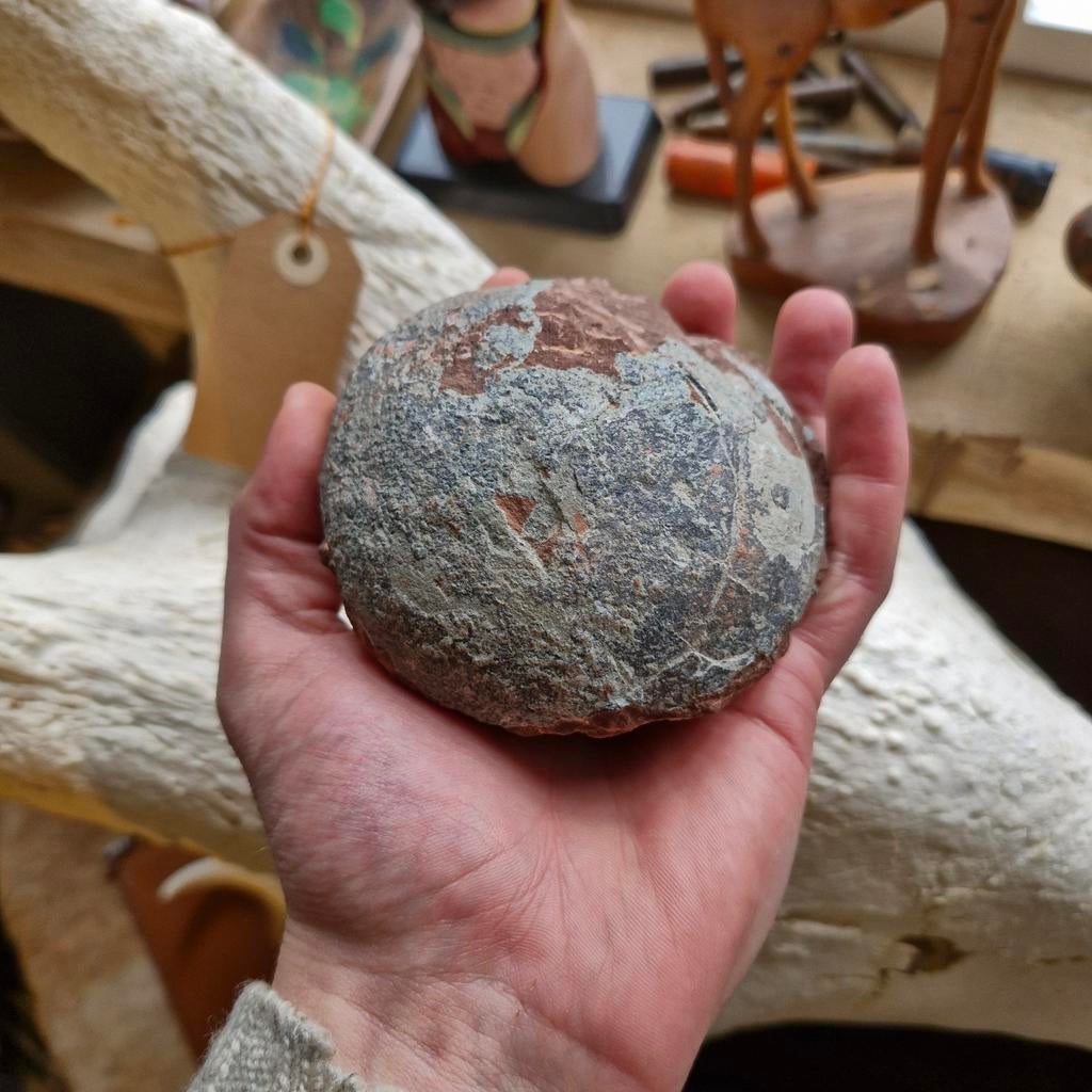 Dinosaurus ei (Hadrosaurid), Verzamelen, Mineralen en Fossielen, Ophalen of Verzenden, Fossiel