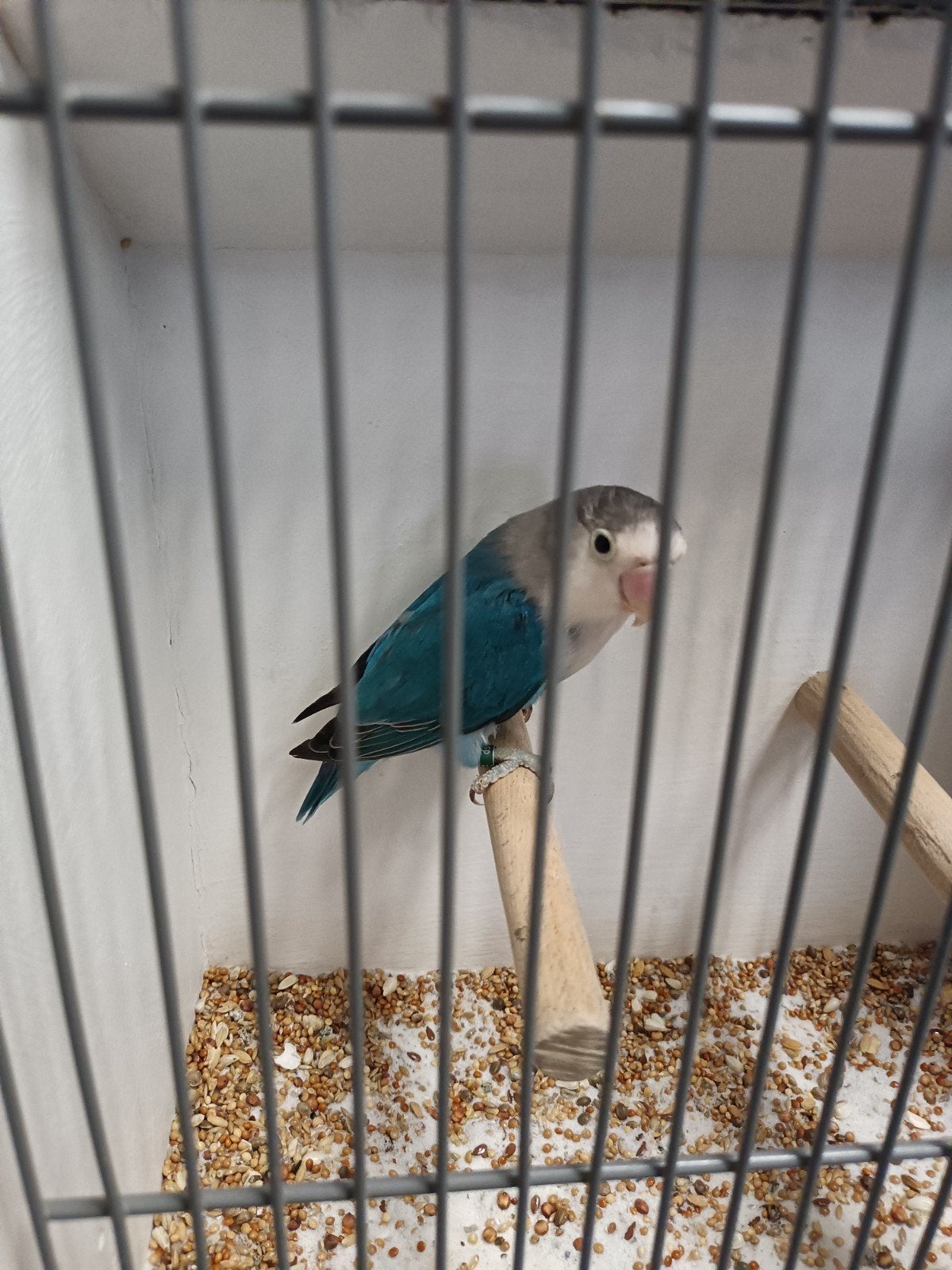 Agapornis Fischeri, knappe blauwe pop, Vrouwelijk, Dwergpapegaai of Agapornis, Geringd