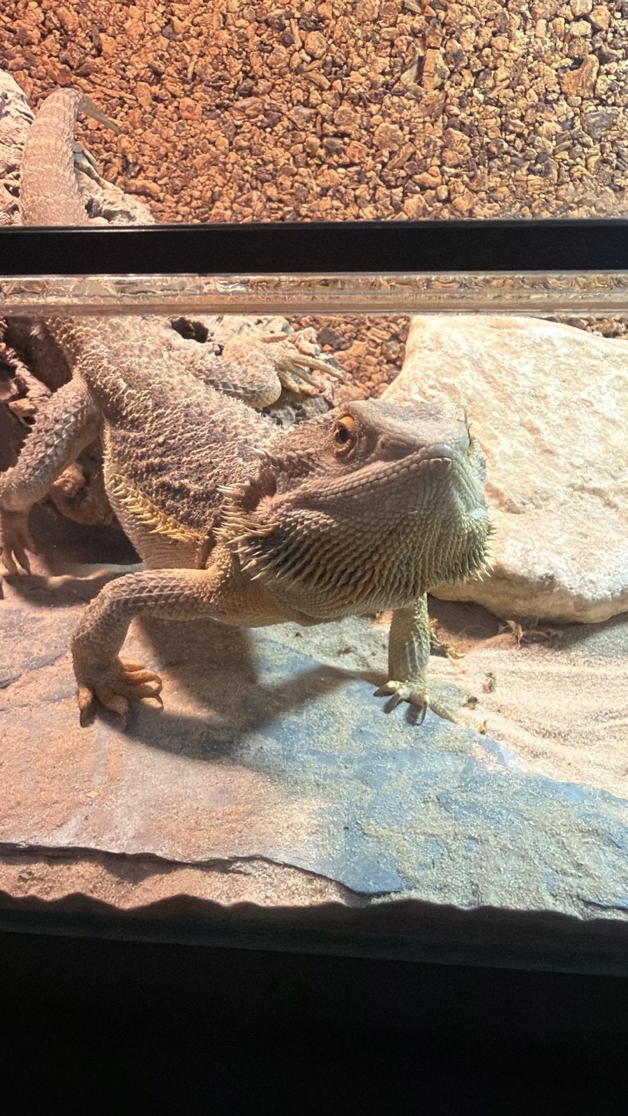 Lieve baardagaam te koop, Dieren en Toebehoren, Reptielen en Amfibieën, 0 tot 2 jaar