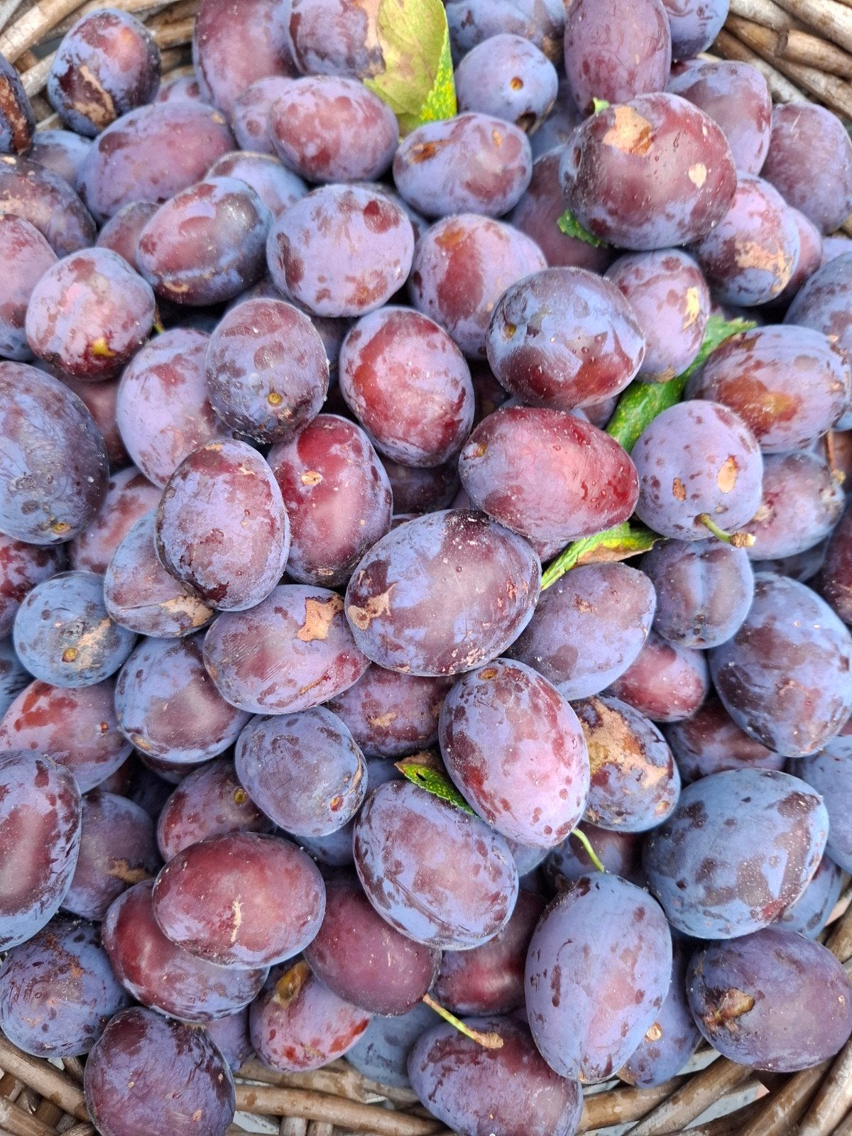 Vers geplukte pruimen betuwse kwets, Tuin en Terras, Planten | Fruitbomen, Ophalen of Verzenden, Minder dan 100 cm, Overige soorten