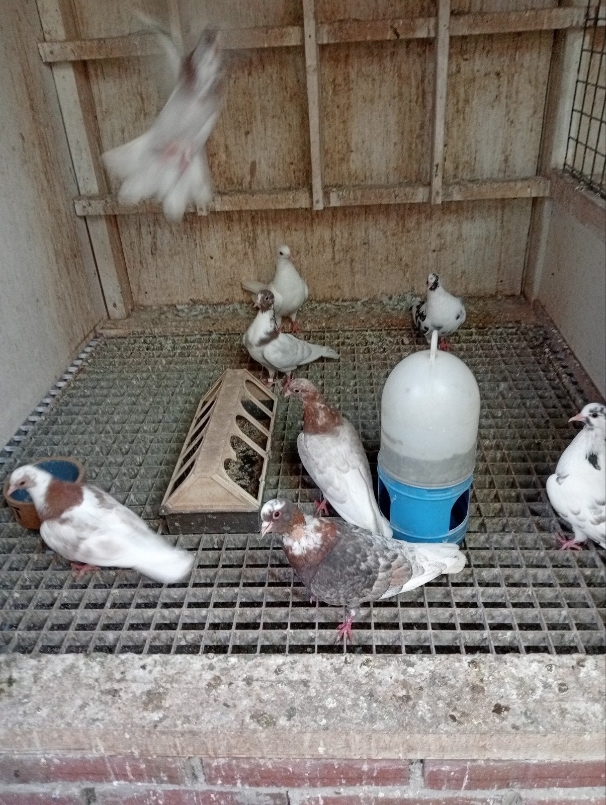 kumrus!, Dieren en Toebehoren, Vogels | Duiven, Meerdere dieren, Overige soorten