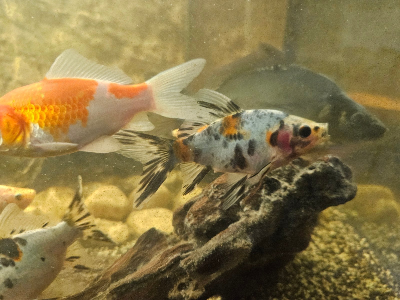 2 goudvissen groot ca 15cm gratis op halen, Dieren en Toebehoren, Vis