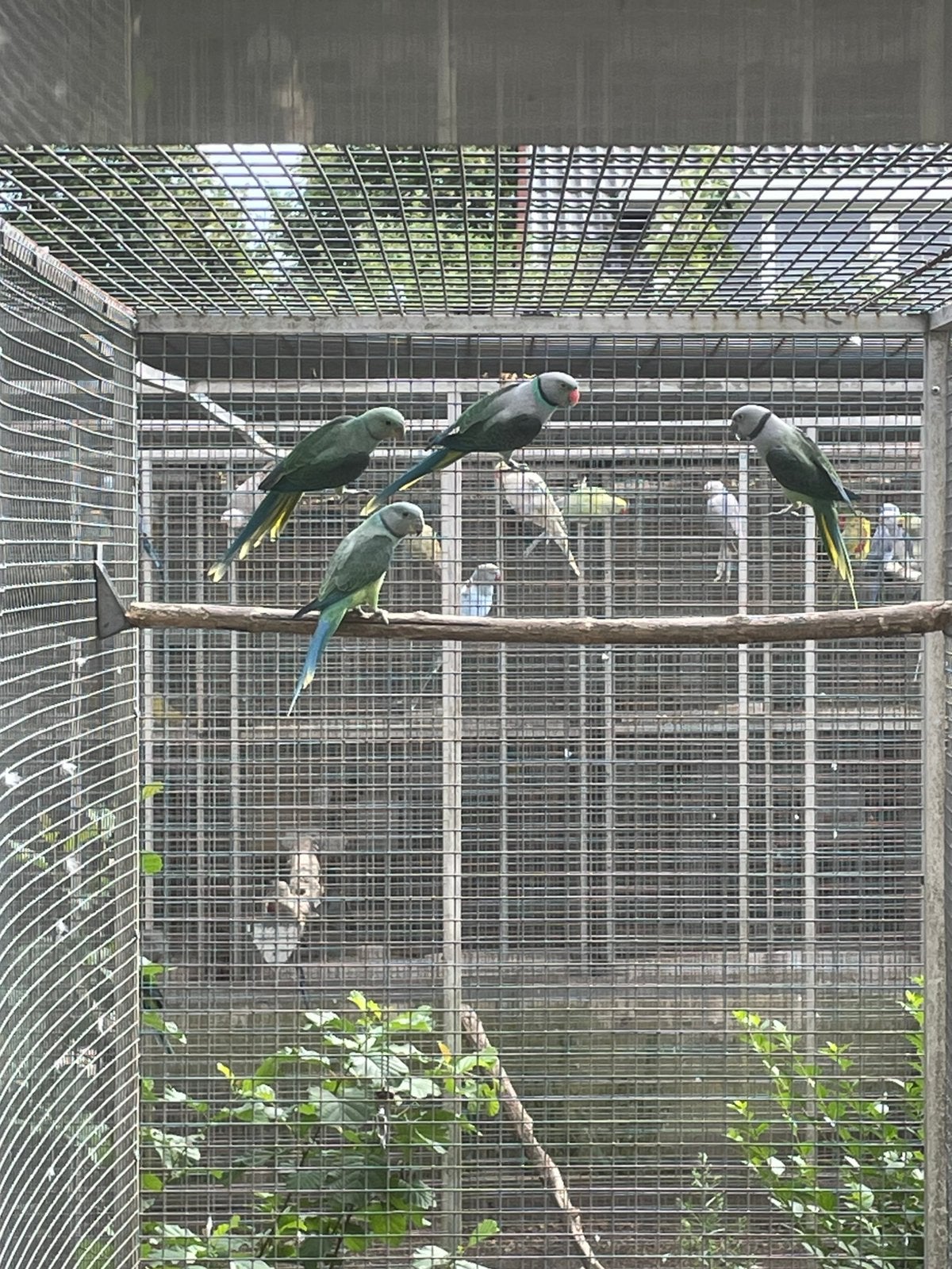 2-2 malabar parkieten., Meerdere dieren, Parkiet