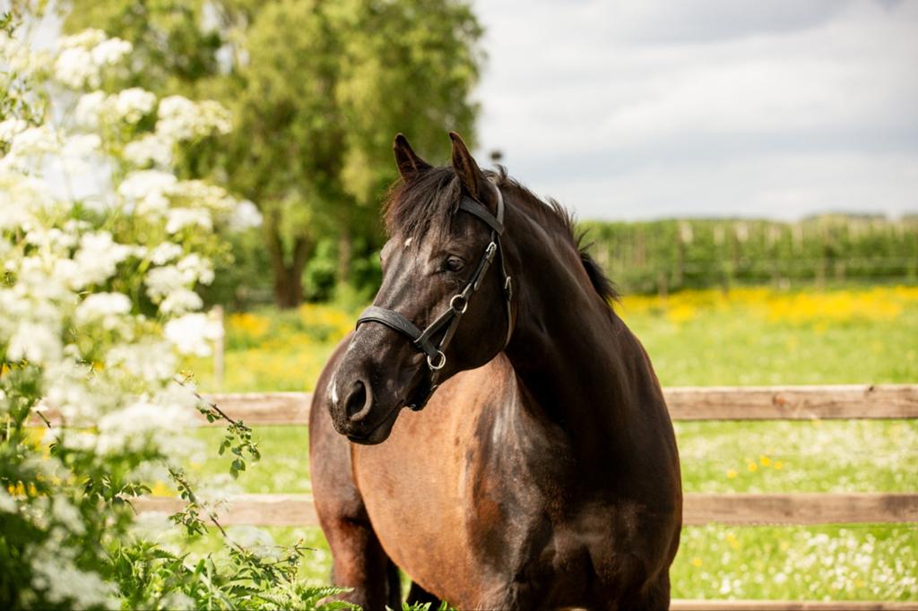 verzorger/ bijrijder gezocht (’t Goy, Houten), Ophalen