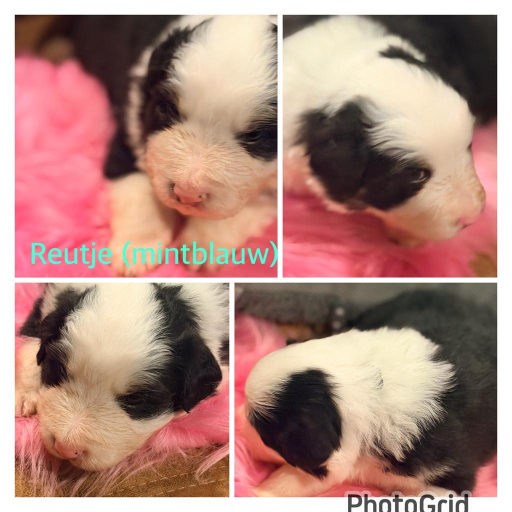 Australian shepherd pups geboren 18 april, Dieren en Toebehoren, Honden | Niet-rashonden, 8 tot 15 weken, Parvo, Meerdere, Meerdere dieren