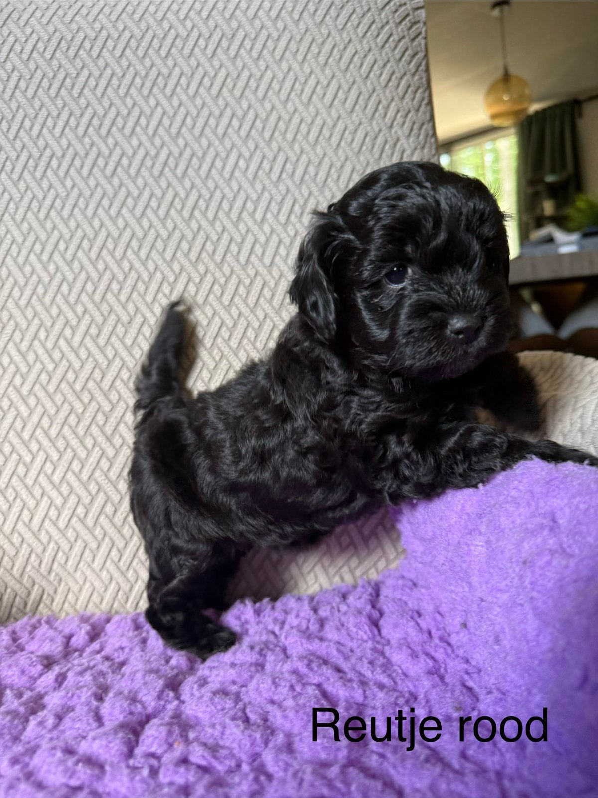 Shihpoo pups | Shih Tzu x Poedel | Reutjes & teefjes|Puppys, Parvo, Nederland, Overige rassen, 8 tot 15 weken