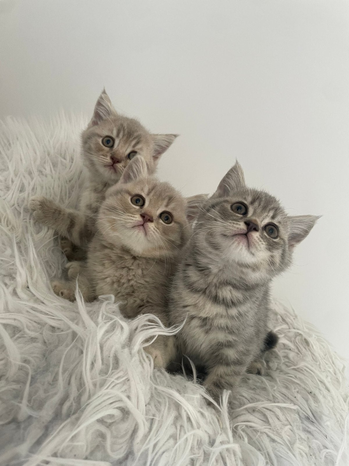 Britse korthaar kittens te koop, Meerdere dieren