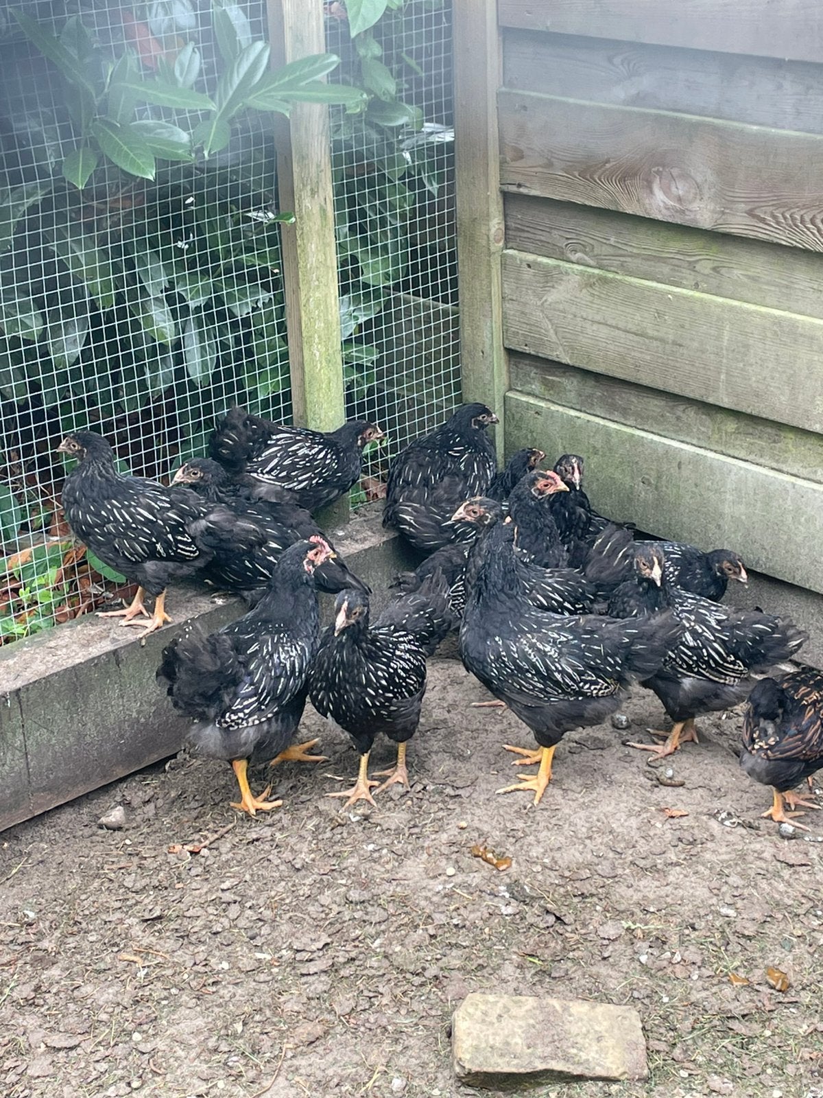 dubbel gezoomd barnevelder zilver hennen kip kippen, Dieren en Toebehoren, Vrouwelijk, Kip