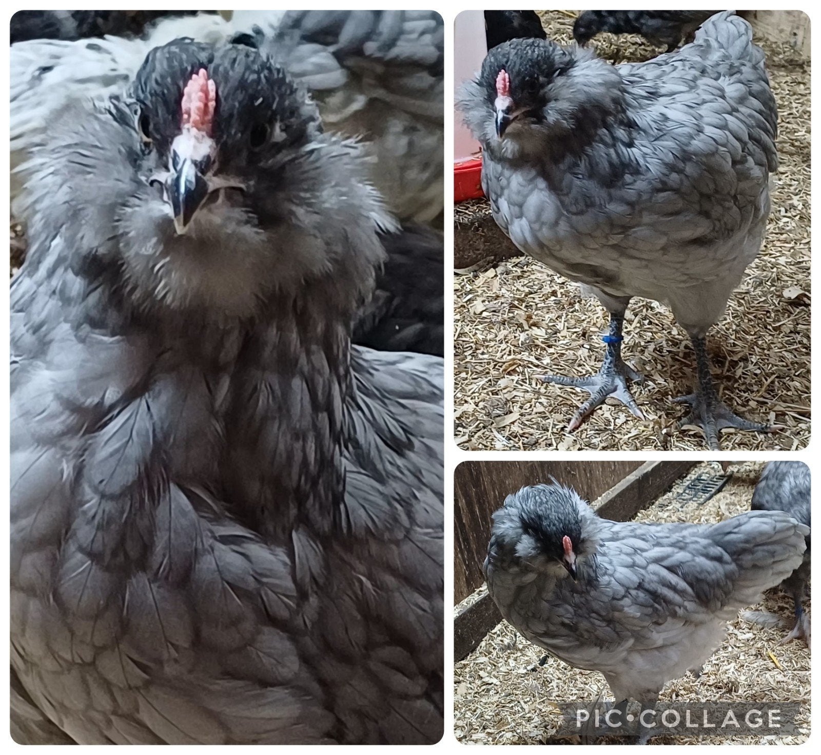 laatste 7! raszuivere Ameraucana kuikens ongesekst, Dieren en Toebehoren, Geslacht onbekend, Kip