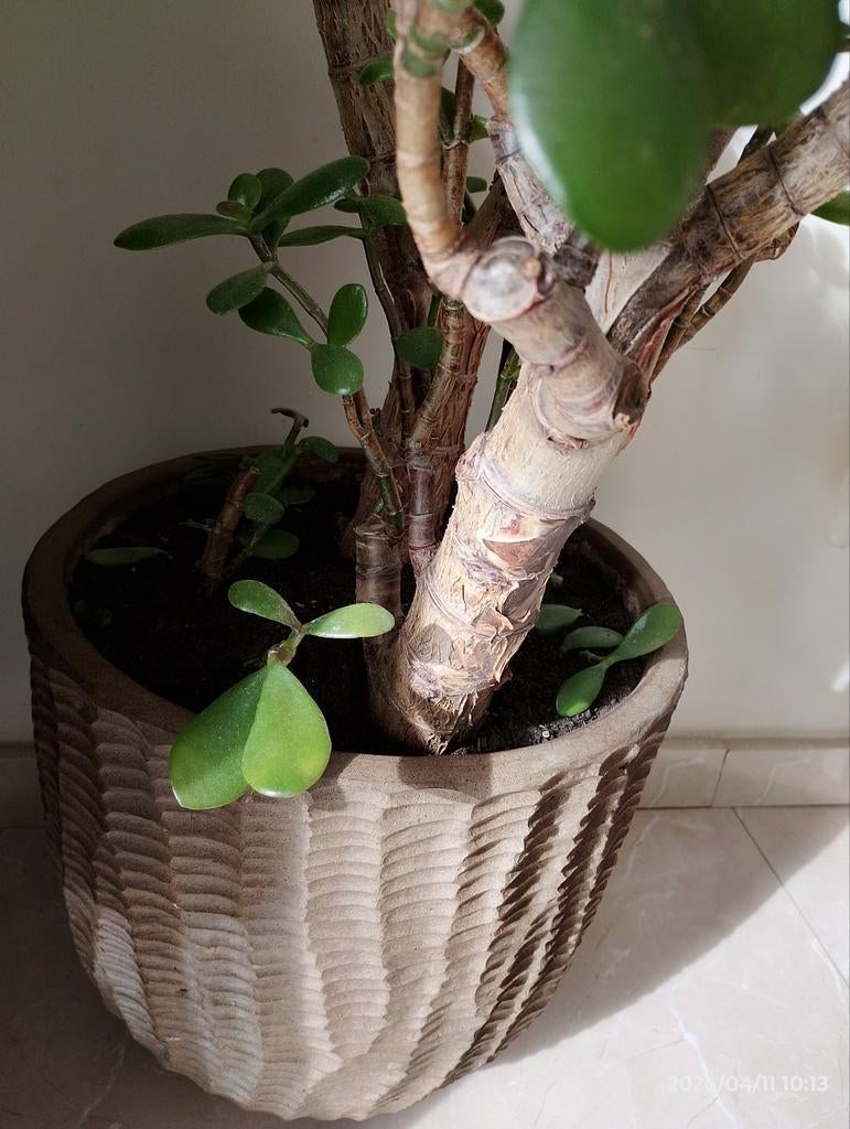 Prachtige Jade plant (Crassula Ovata) in pot, Ophalen of Verzenden
