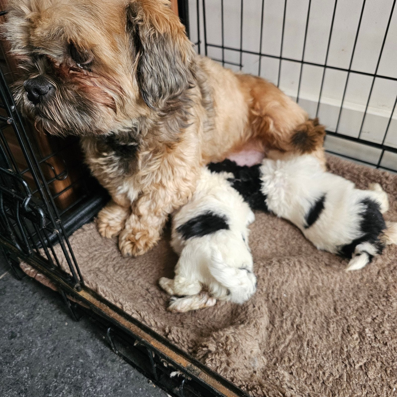 Prachtig Mooie Boomer pups te koop, Overige rassen, 8 tot 15 weken, Meerdere, Meerdere dieren