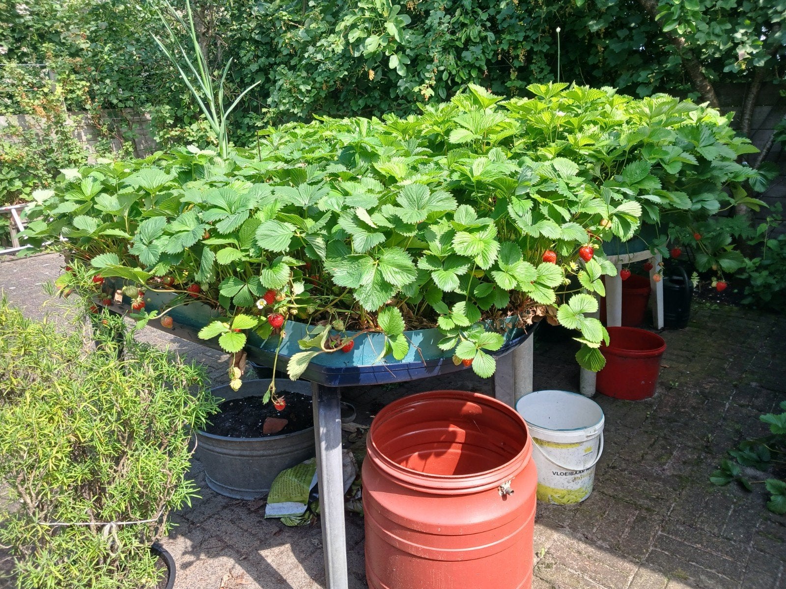 Gratis afhalen  3 tafels met aardbeien, Tuin en Terras, Bloembakken en Plantenbakken, Ophalen, Gebruikt, Rond, Minder dan 30 cm