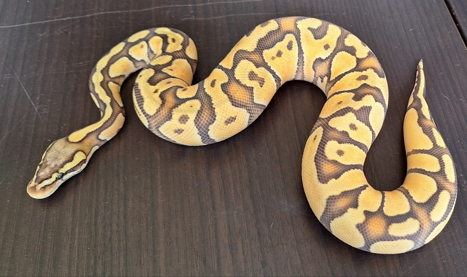 enchi pastel hypo Ball Python - female for sale from SC