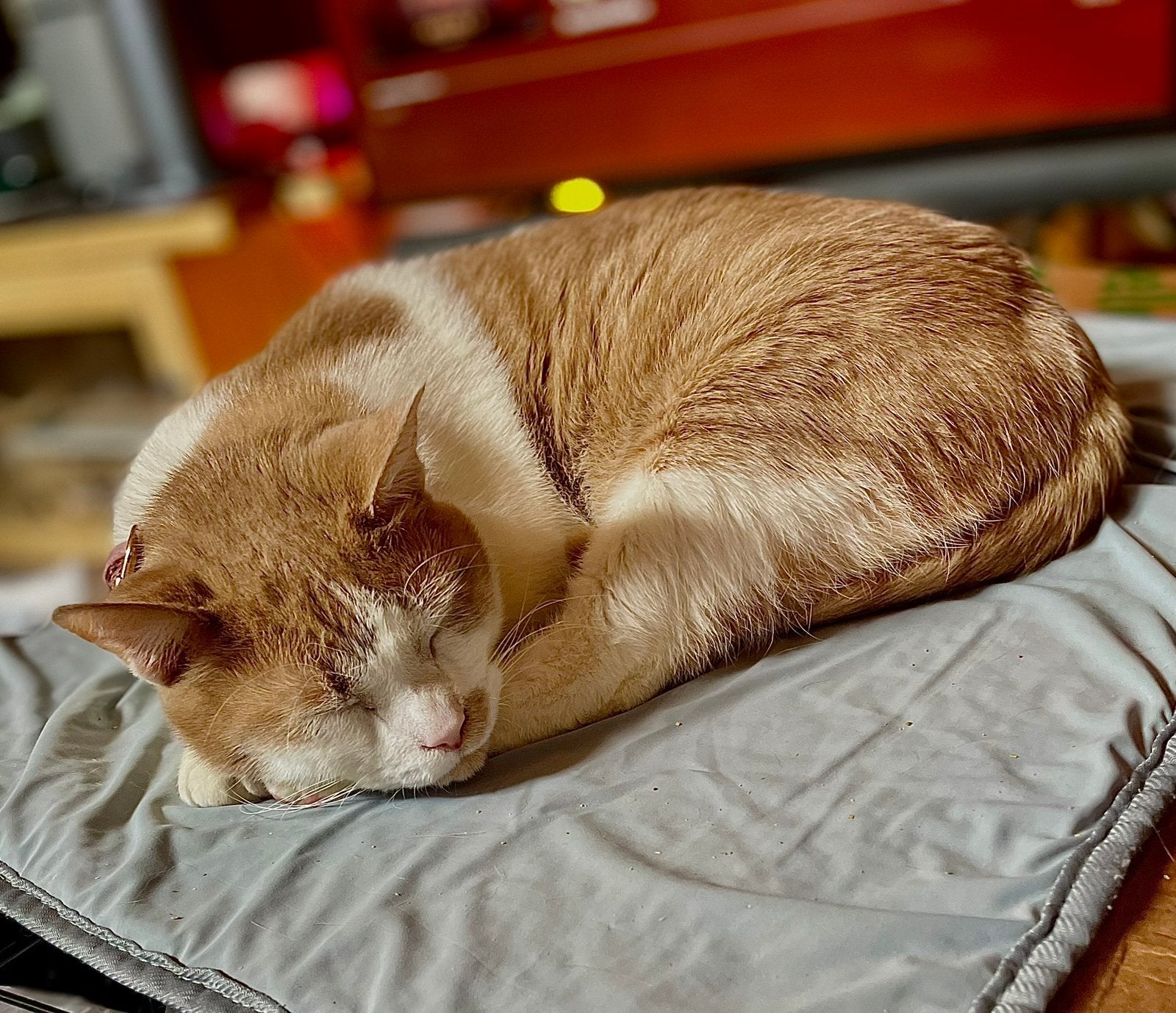 Kater Bobbie zoekt zijn forever home, Kater, Kortharig, 3 tot 5 jaar