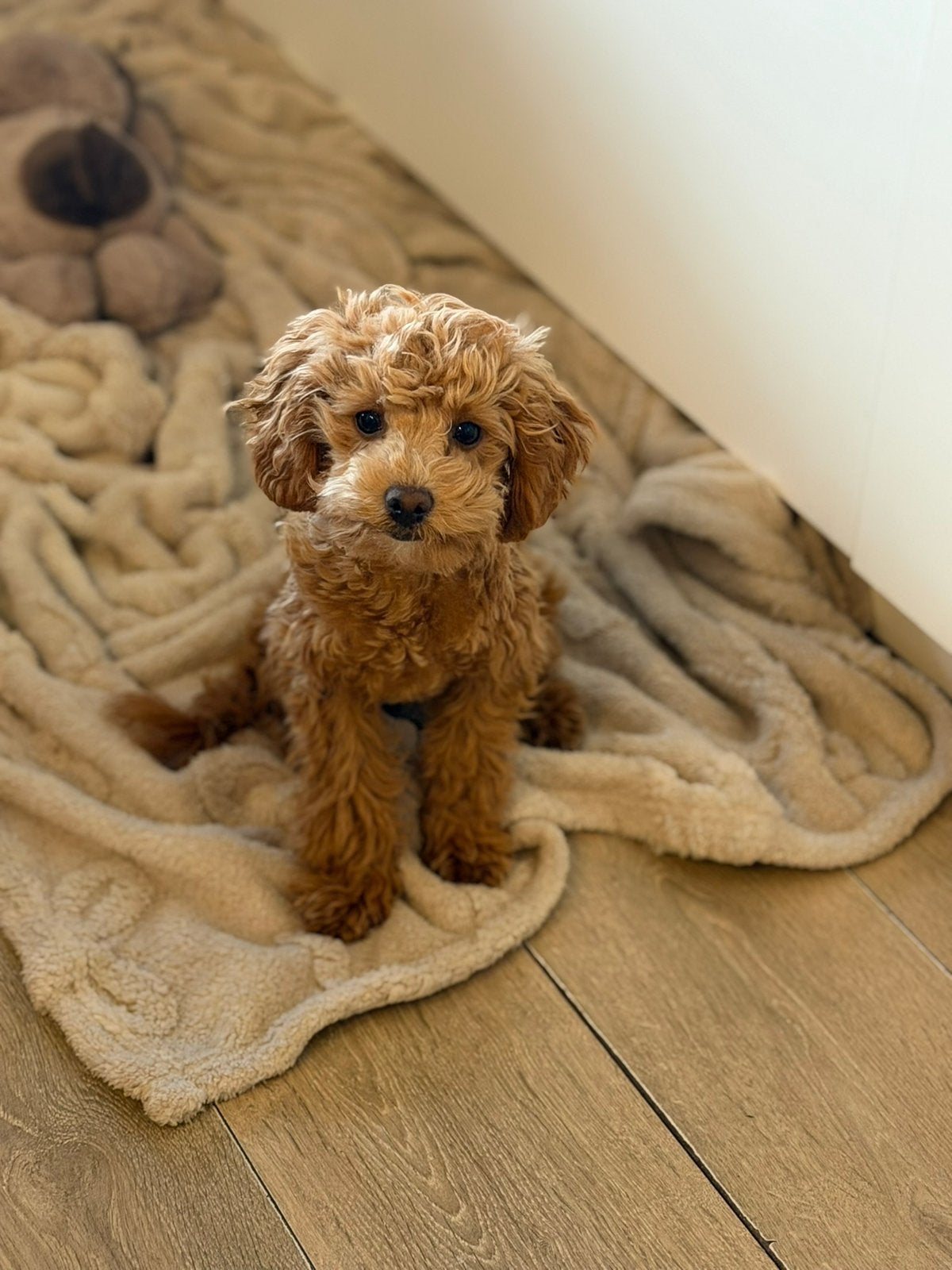 Toy poedel teefjes abrikoos en blond, Dieren en Toebehoren, Honden | Chihuahua's en Gezelschapshonden, Poedel, Parvo, Nederland