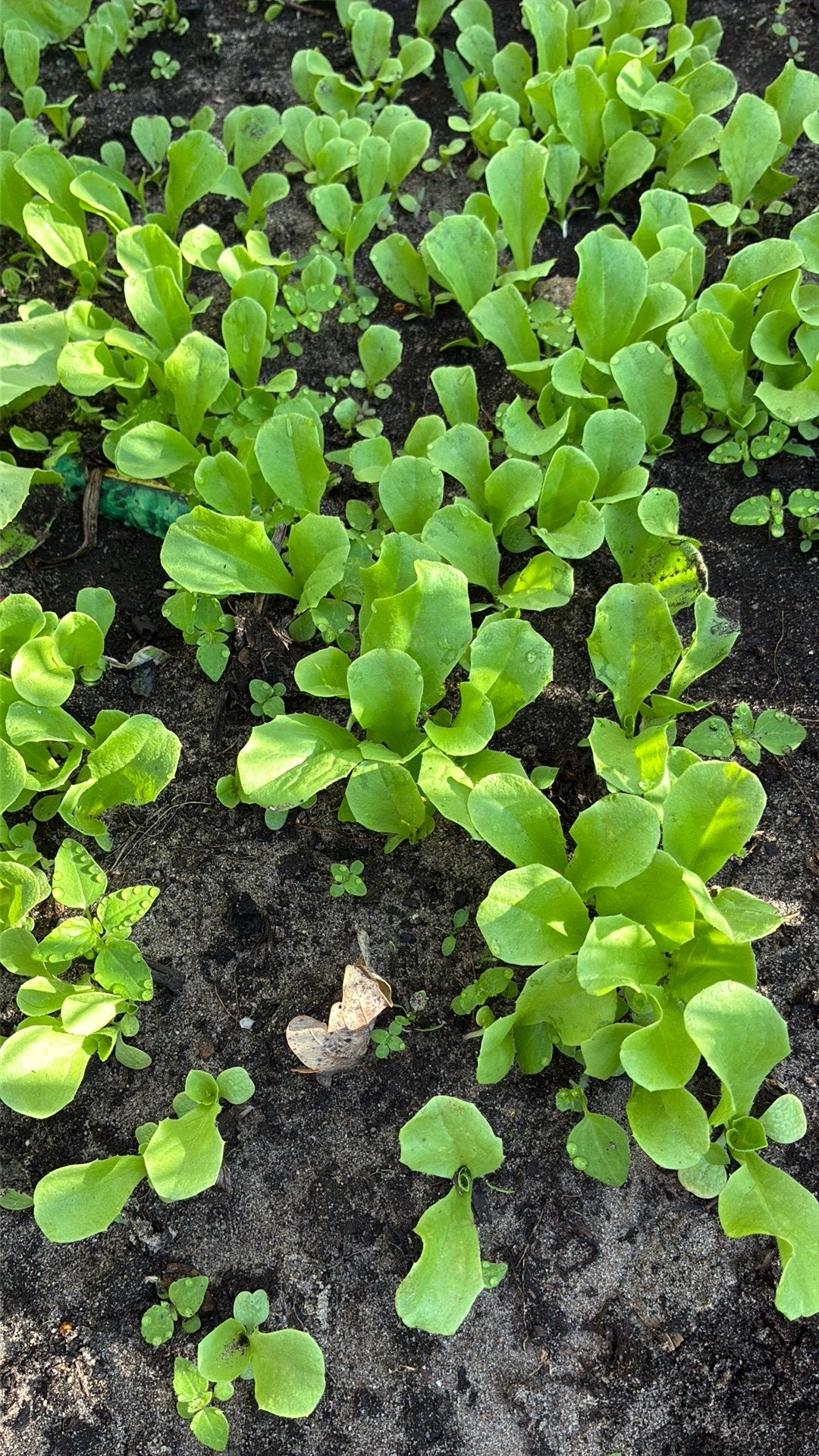 Andijvie planten 15 cent boerenkool bloemkool, Ophalen of Verzenden, Overige soorten, Minder dan 100 cm