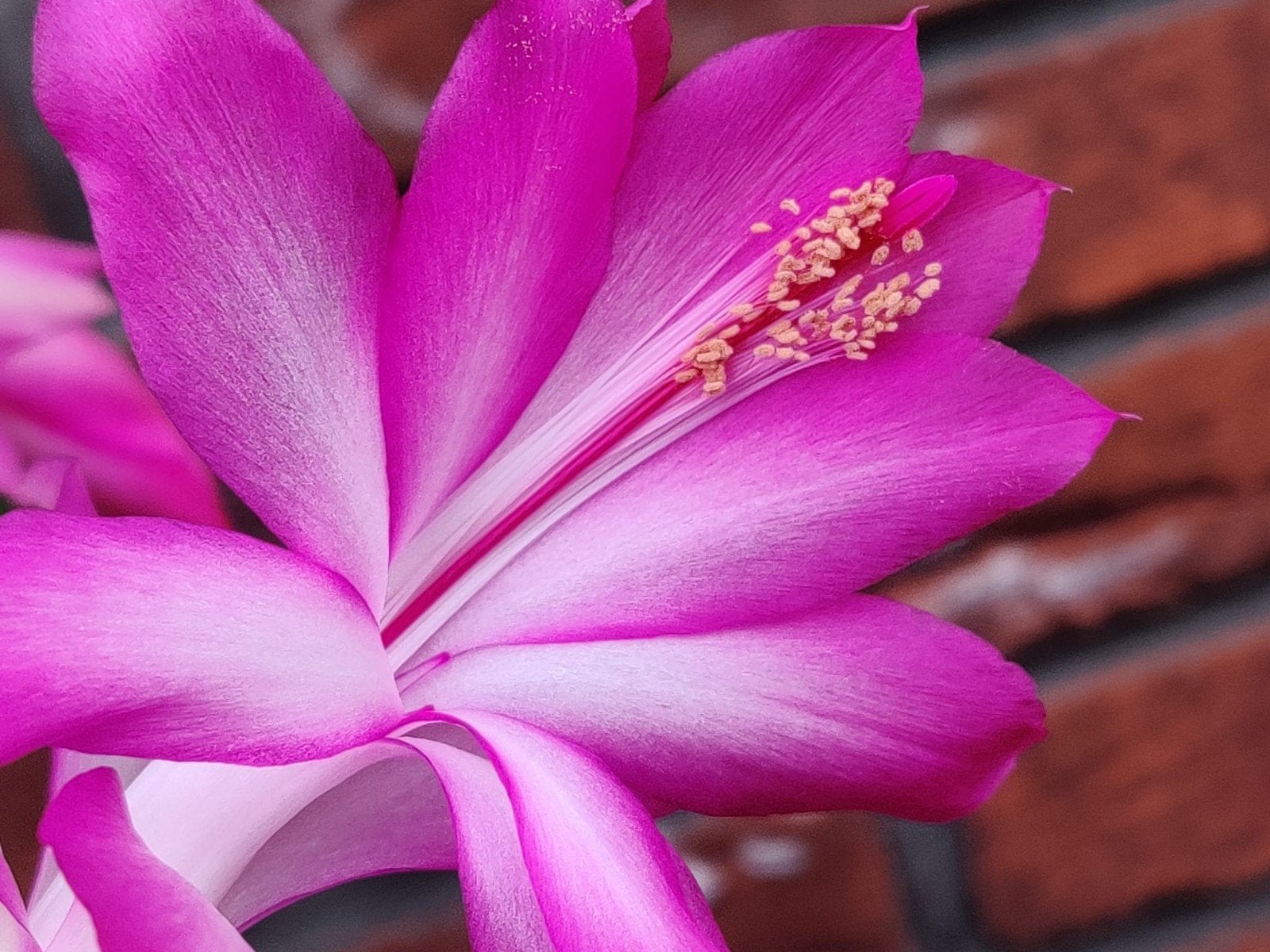 Schlumbergera reginae 'Reading' (queen) stek ongeworteld, Verzenden, Halfschaduw, Minder dan 100 cm