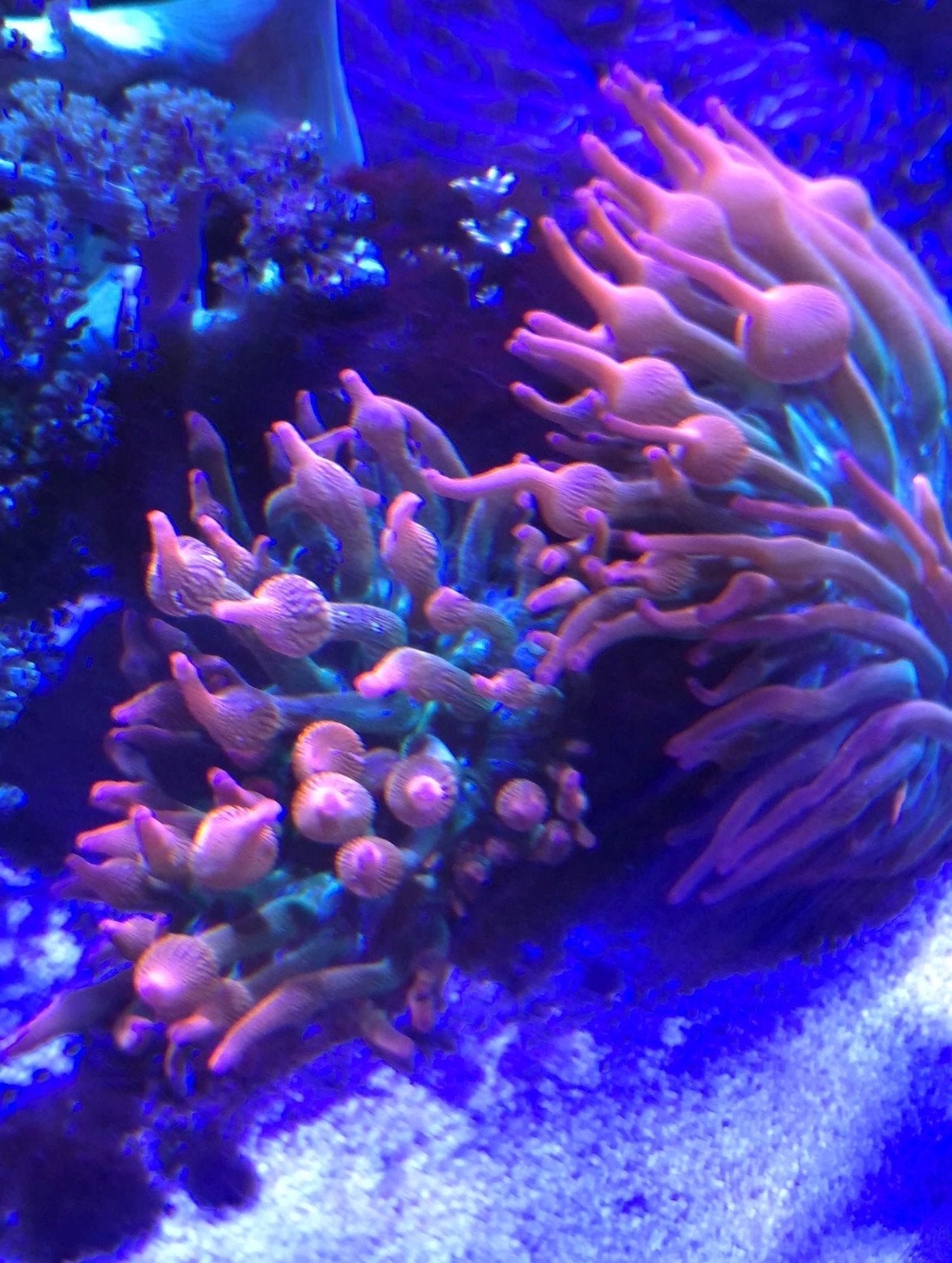 Mooie anemonen te koop, Dieren en Toebehoren, Vissen | Aquariumvissen, Vis