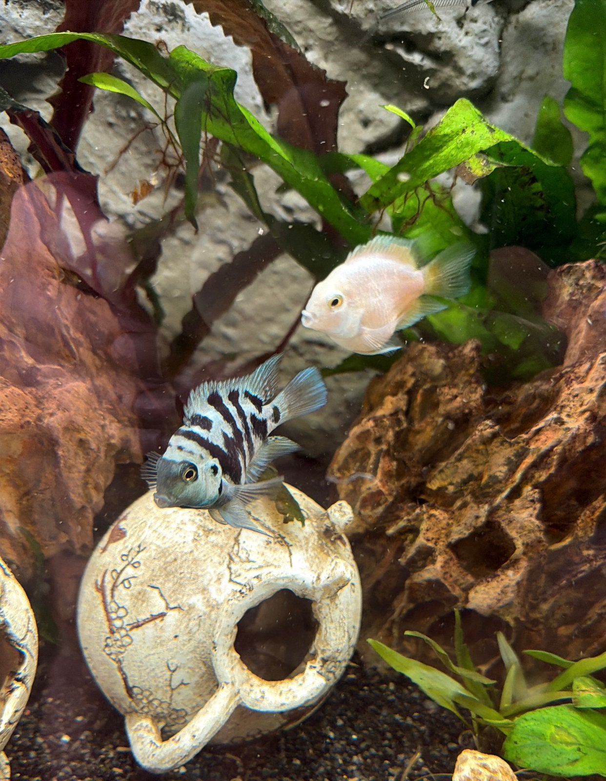 Baby parrot cichlide, Dieren en Toebehoren, Vis