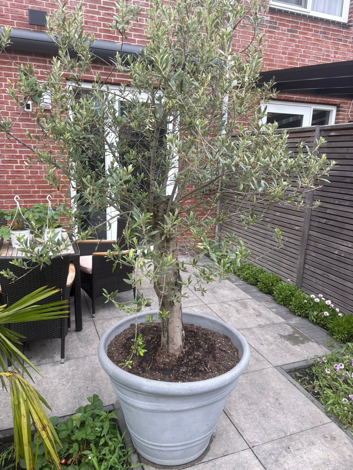 Olijfboom 2 stuks, Tuin en Terras, Planten | Bomen, 100 tot 250 cm, Olijfboom, Zomer, Ophalen