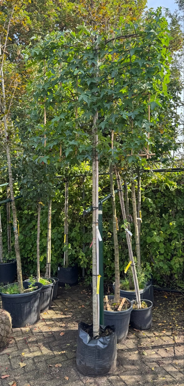 Leiboom Liquidambar - Amberboom, Tuin en Terras, Leiboom, Ophalen of Verzenden, Lente, 100 tot 250 cm