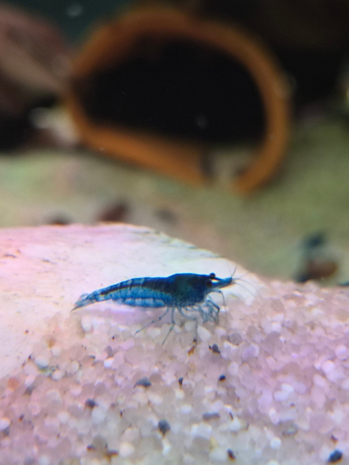blue velvet garnaal, Kreeft, Krab of Garnaal