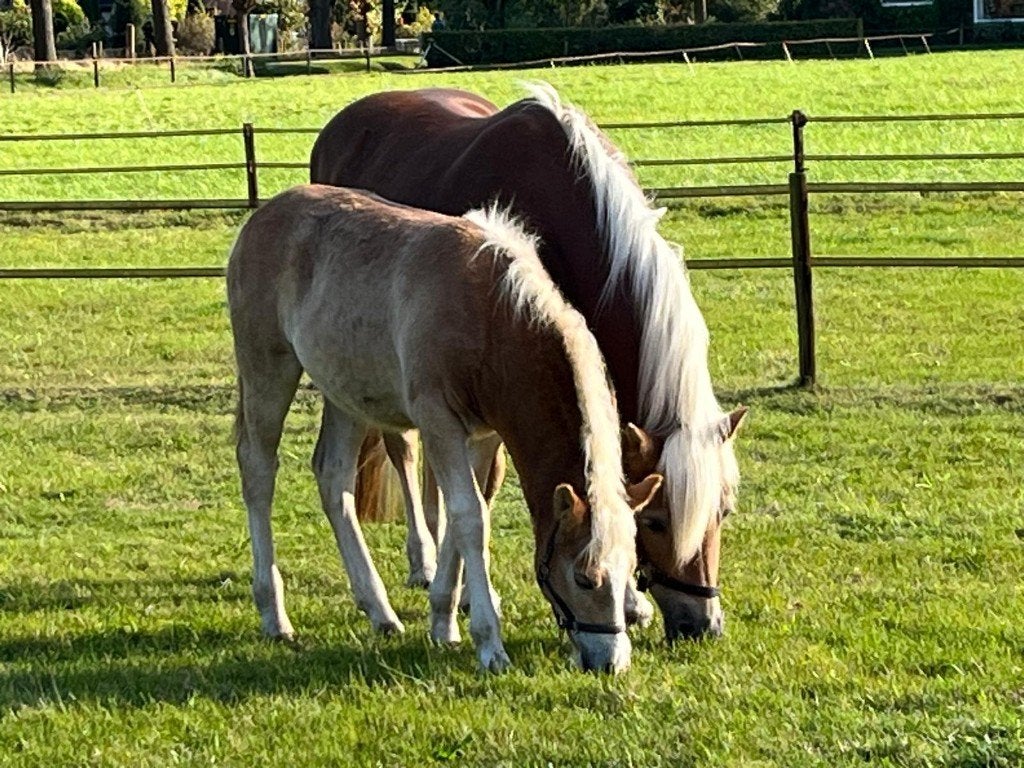 Robuust haflinger hengstveulen, Minder dan 160 cm, Met stamboom, Niet van toepassing, 0 tot 2 jaar