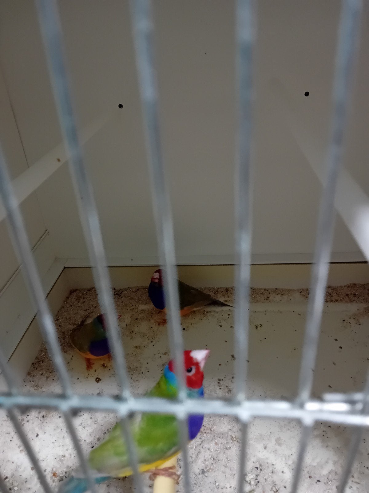 gouldamadine mannen, Dieren en Toebehoren, Vogels | Kanaries, Mannelijk, Kleurkanarie