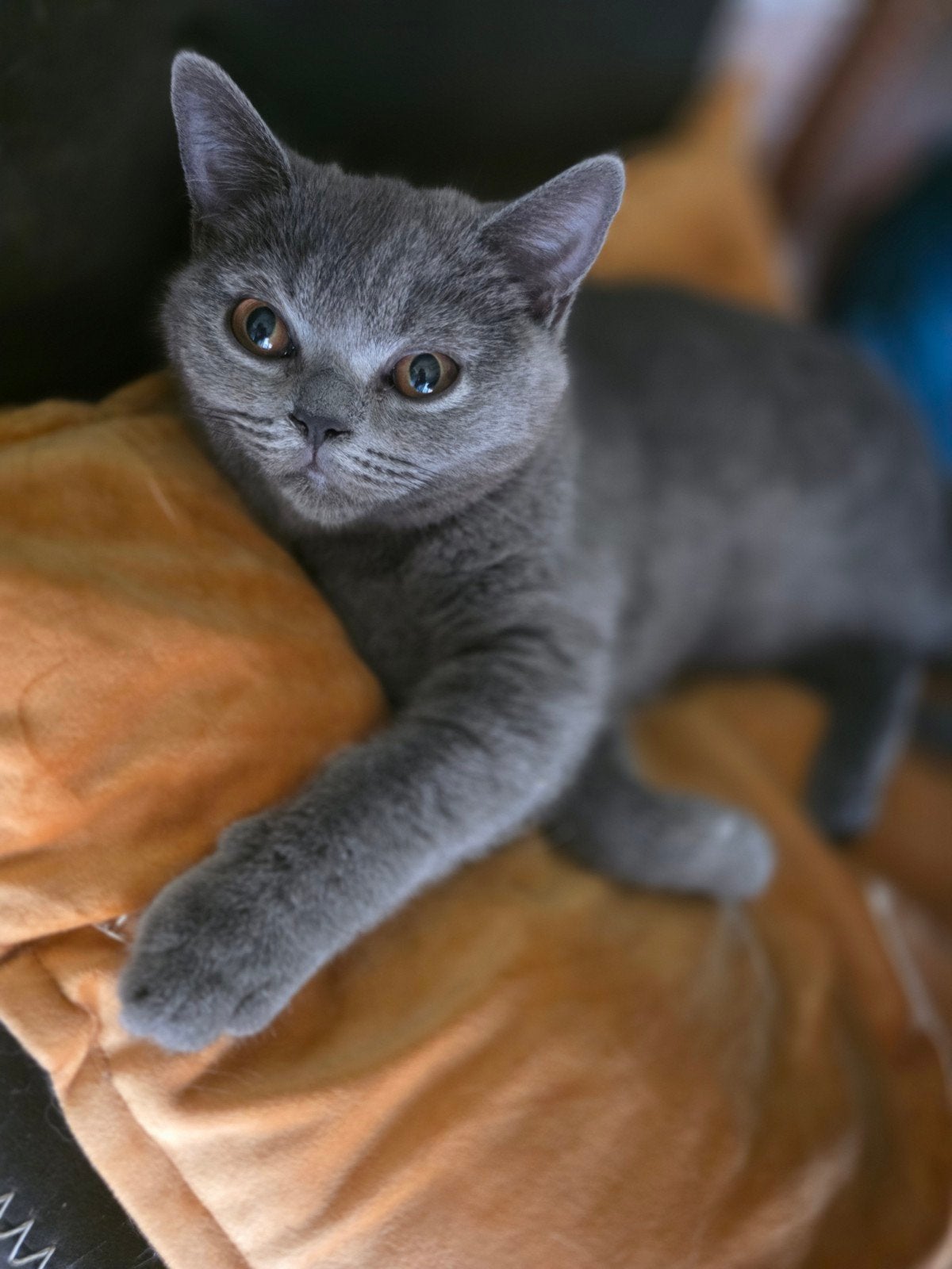 LAATSTE Britse Korthaar poes, Poes, Ontwormd, 0 tot 2 jaar