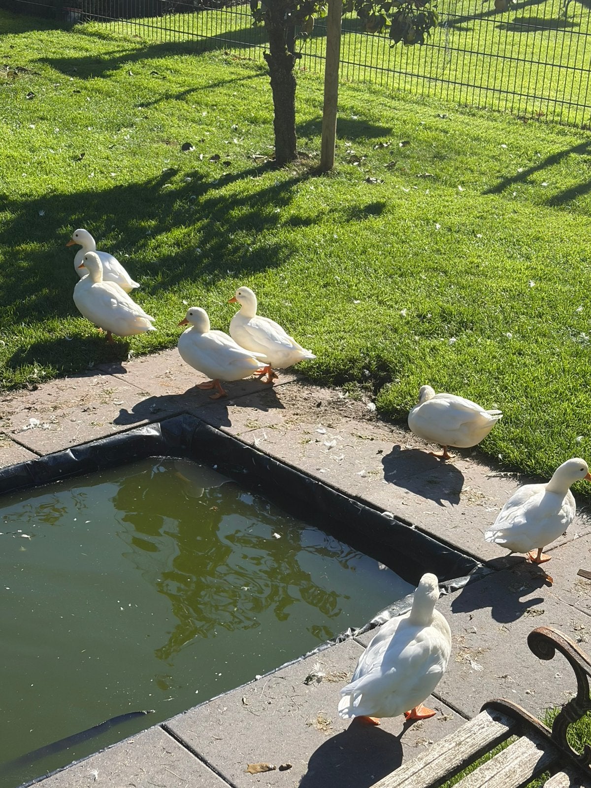 Jonge kwakertjes, Dieren en Toebehoren, Meerdere dieren, Kip
